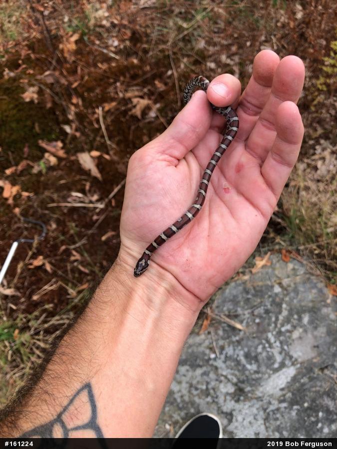 Eastern Milksnake