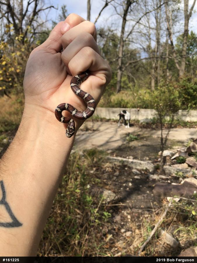 Eastern Milksnake