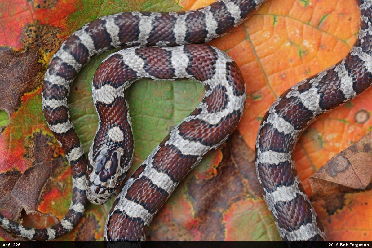 Eastern Milksnake