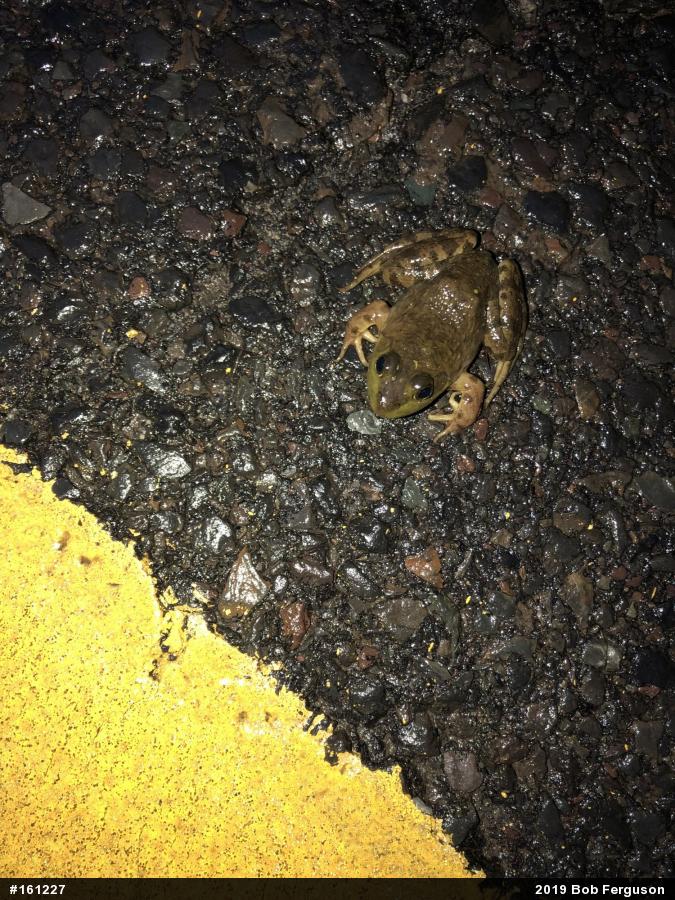 American Bullfrog