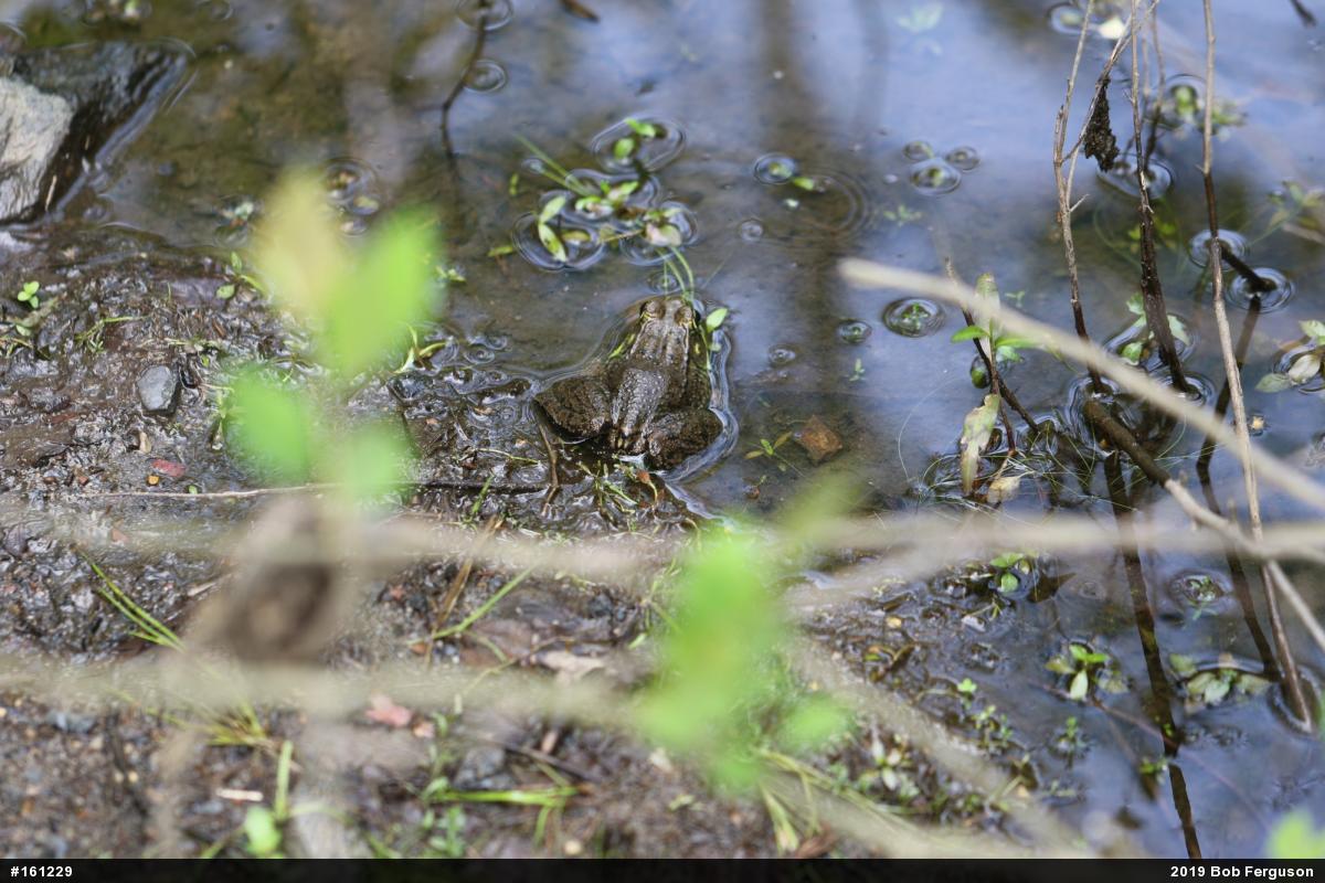 Green Frog