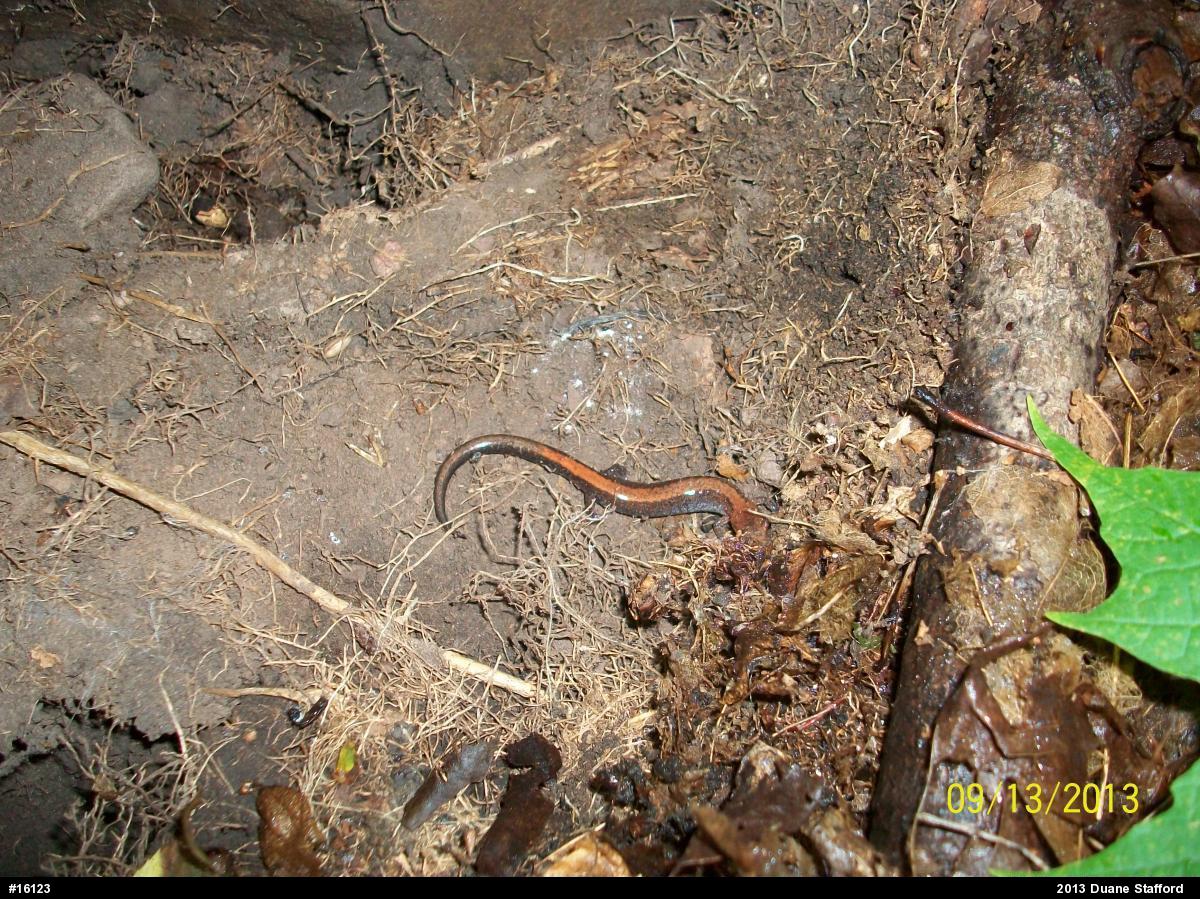 Eastern Red-backed  Salamander
