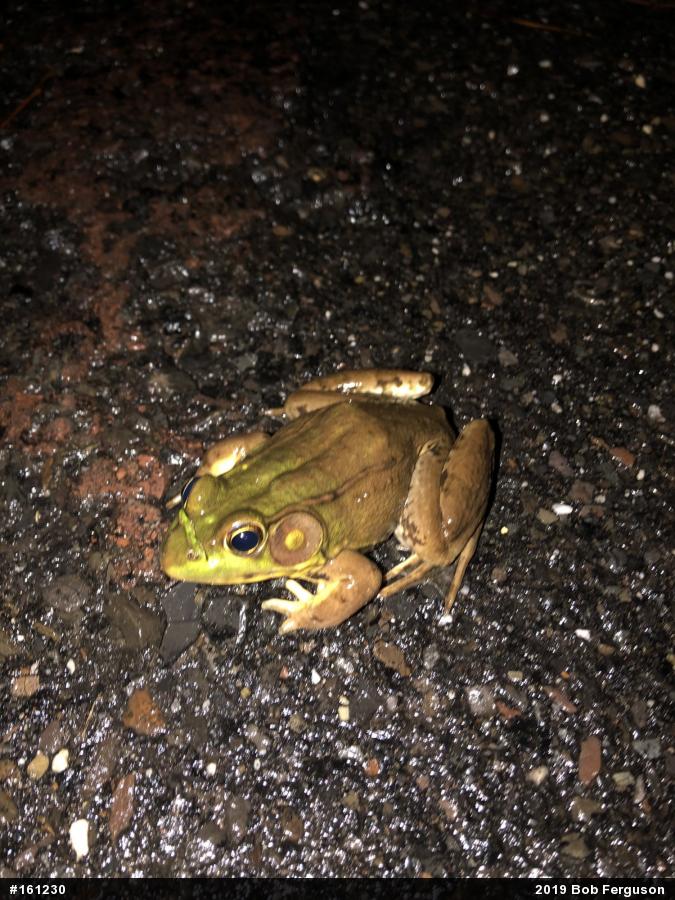 Green Frog