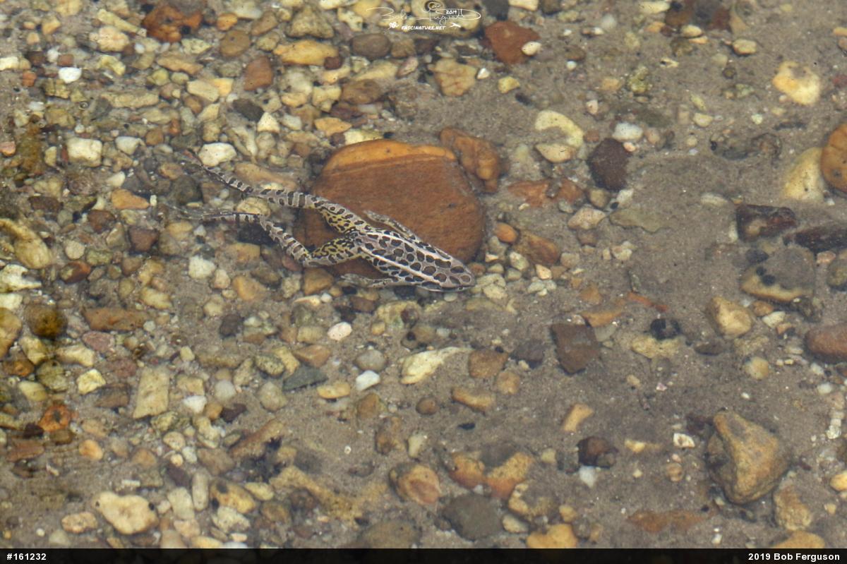Pickerel Frog