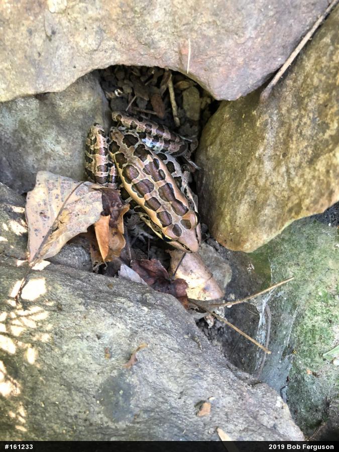 Pickerel Frog
