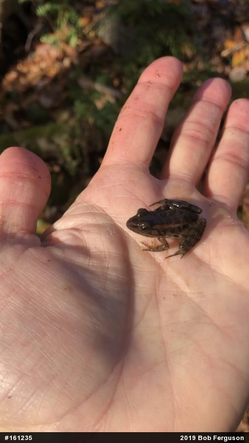 Pickerel Frog