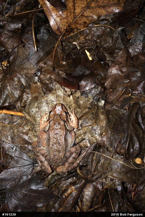 Wood Frog
