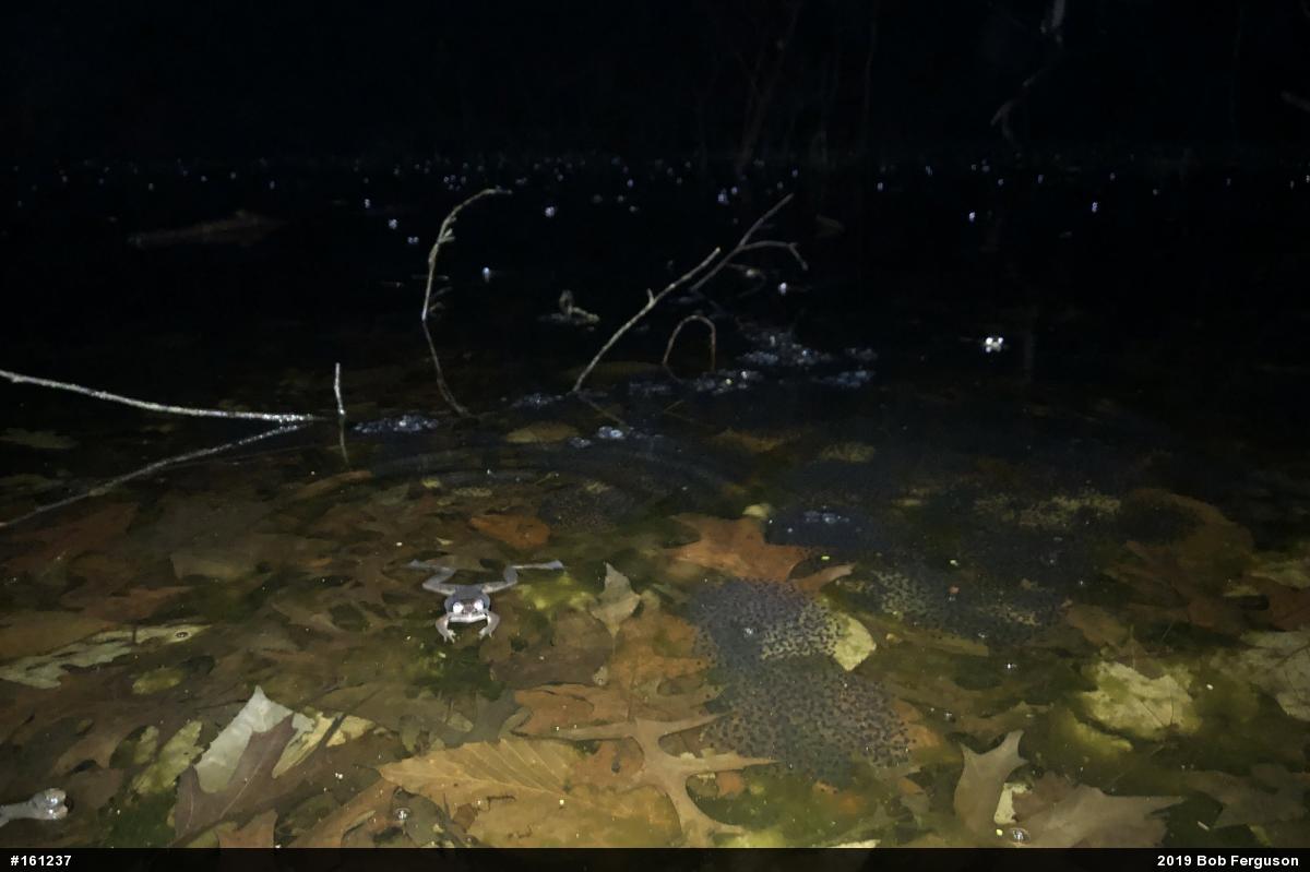 Wood Frog