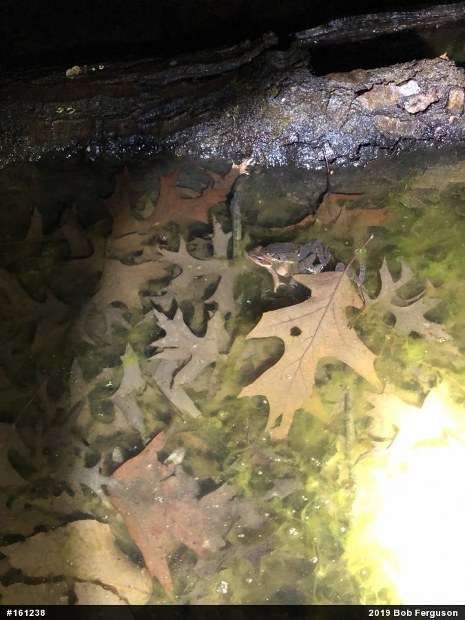 Wood Frog