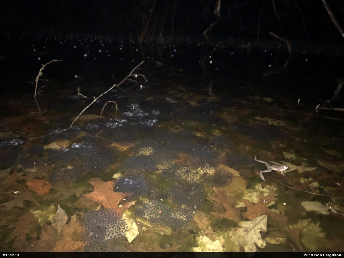 Wood Frog