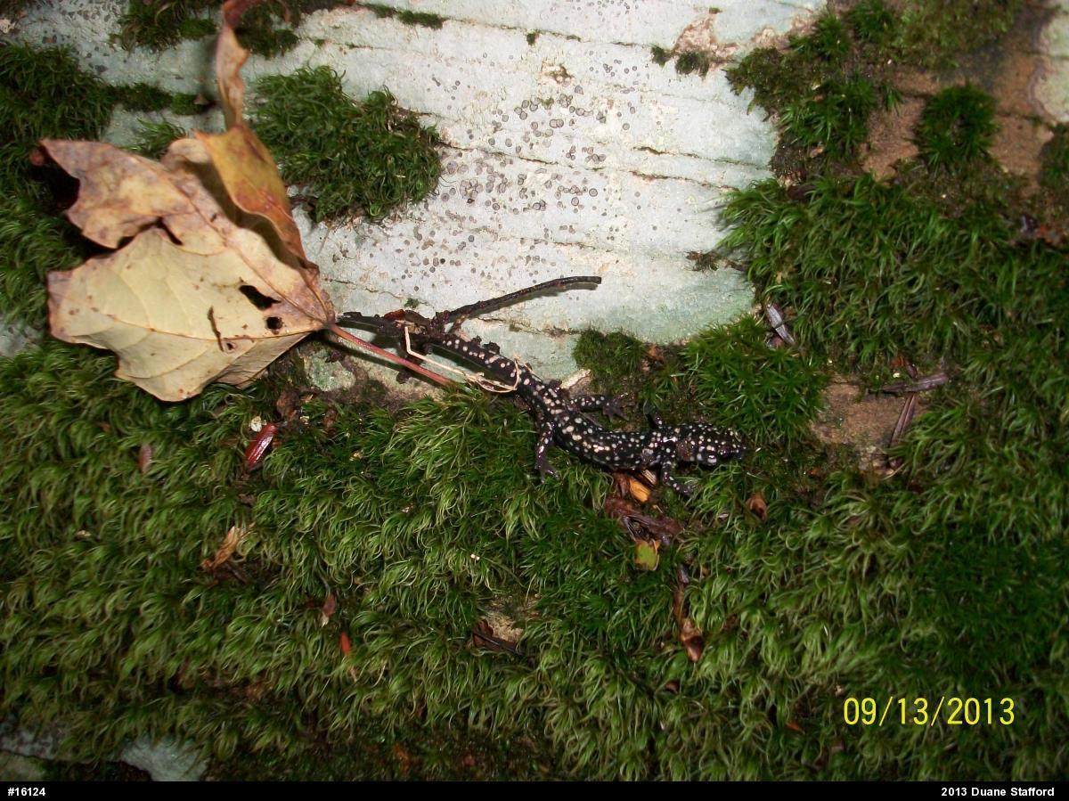 Northern Slimy Salamander