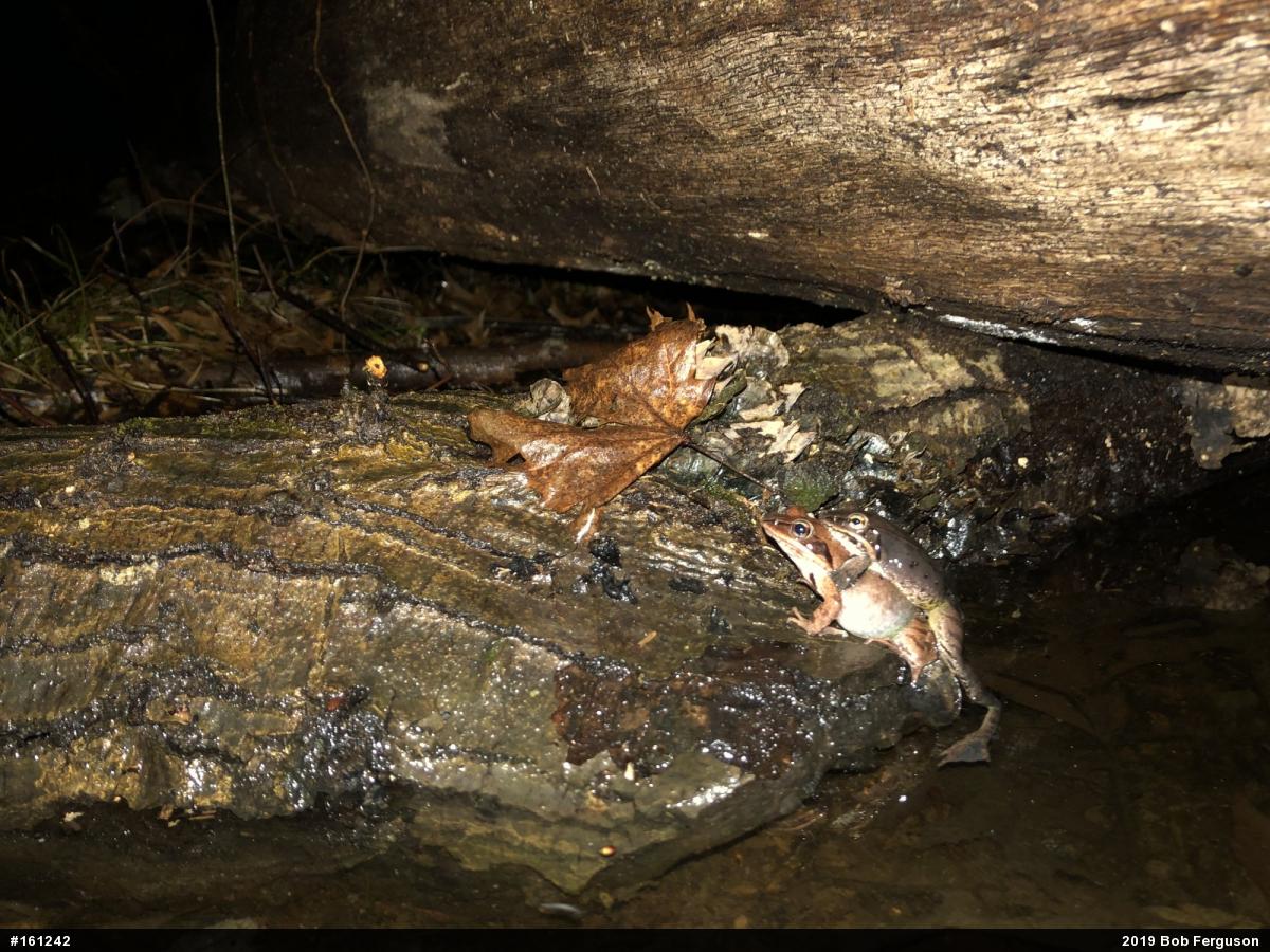Wood Frog