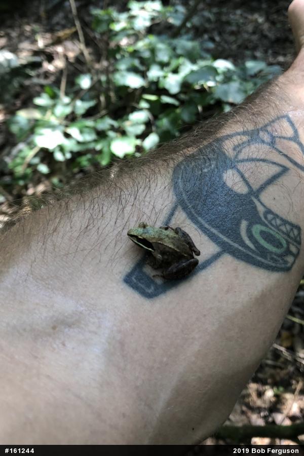 Wood Frog