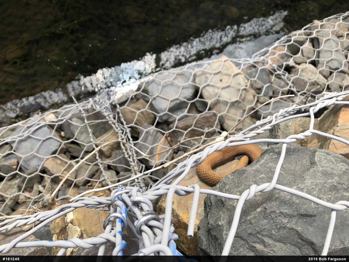 Northern Watersnake