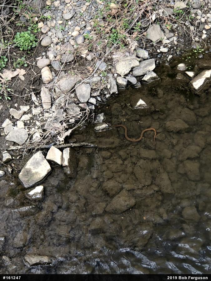 Northern Watersnake