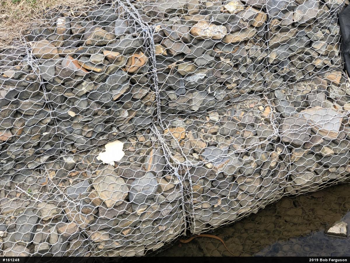 Northern Watersnake