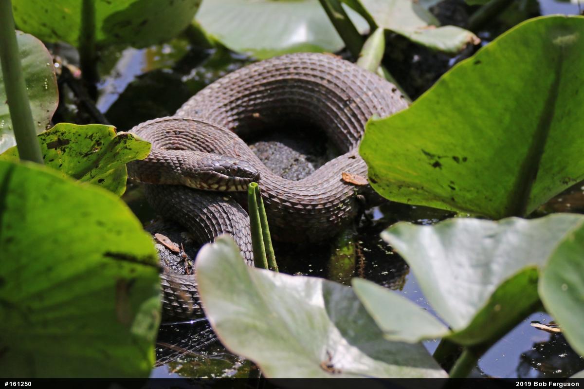 Northern Watersnake