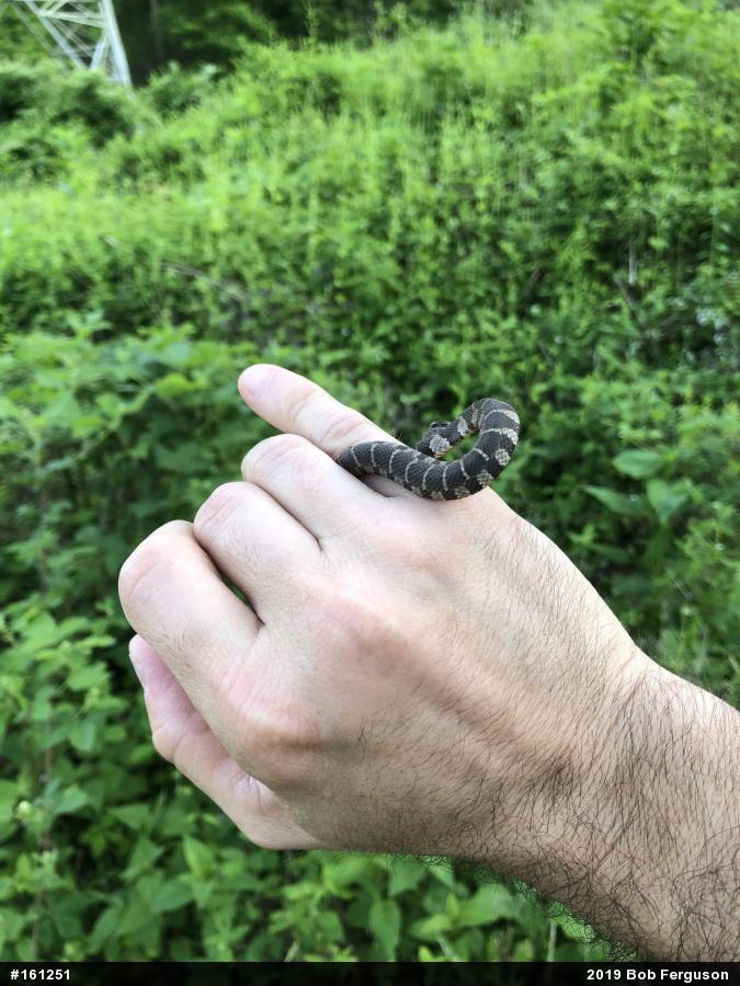 Northern Watersnake