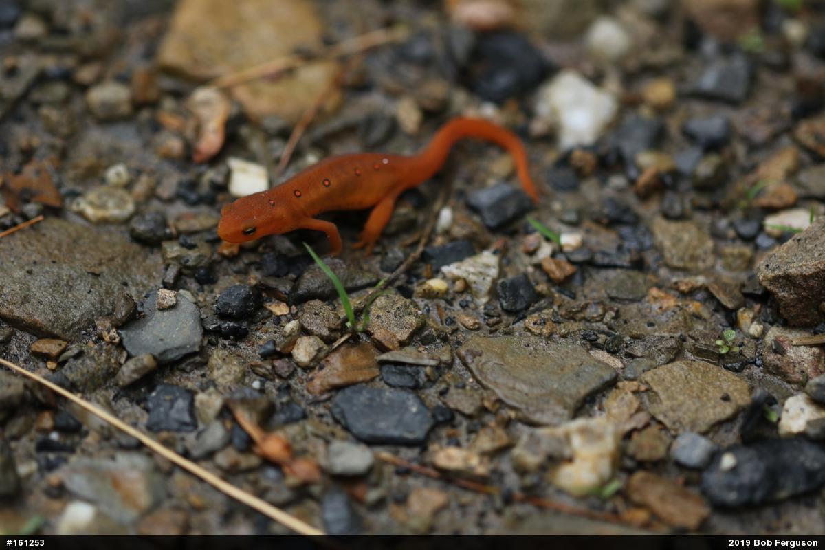 Red-spotted Newt