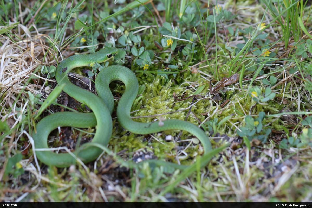 Smooth Greensnake