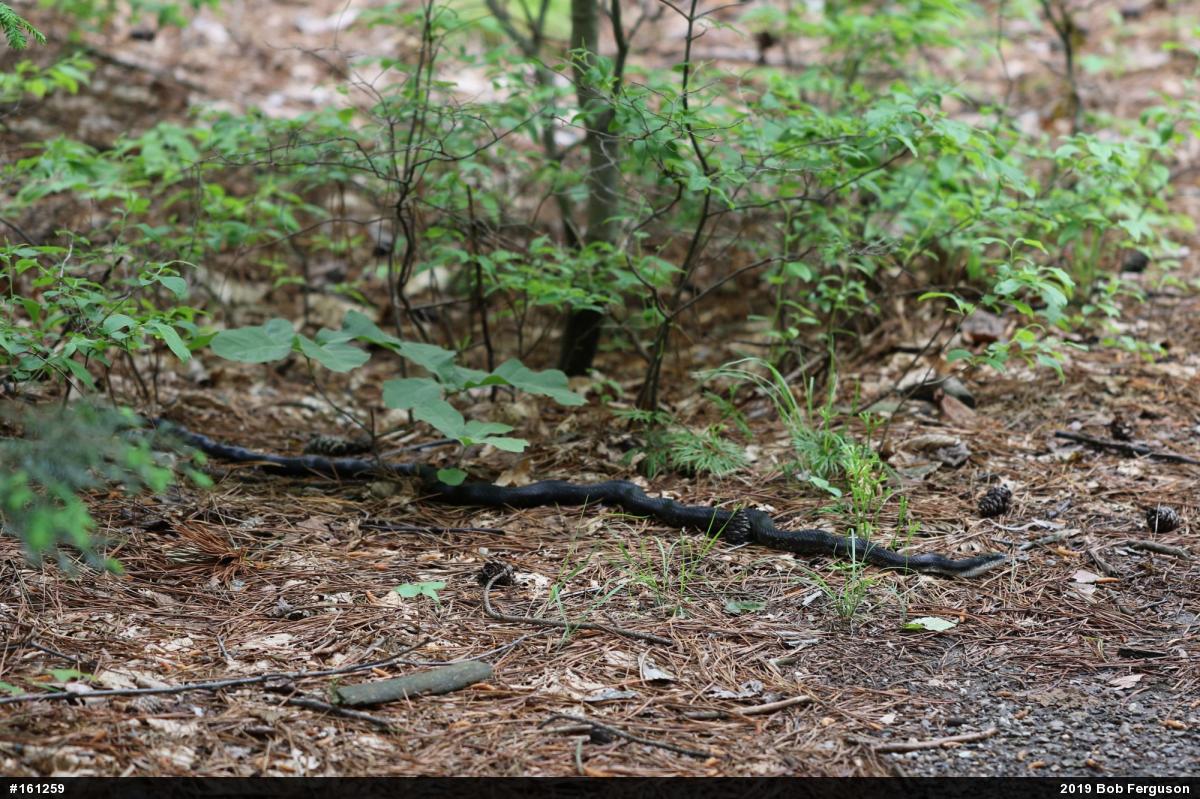 Eastern Ratsnake