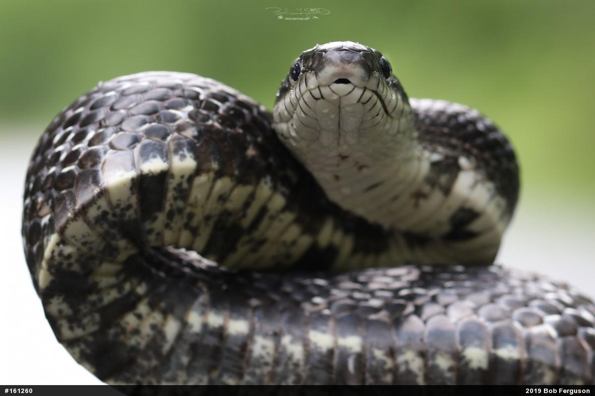 Eastern Ratsnake