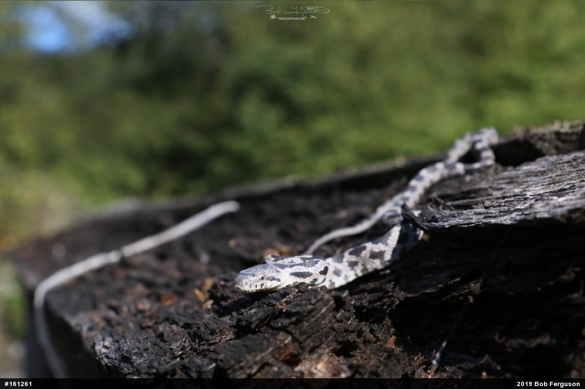 Eastern Ratsnake