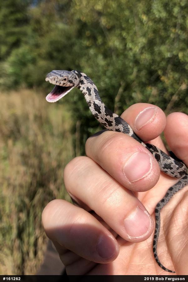 Eastern Ratsnake