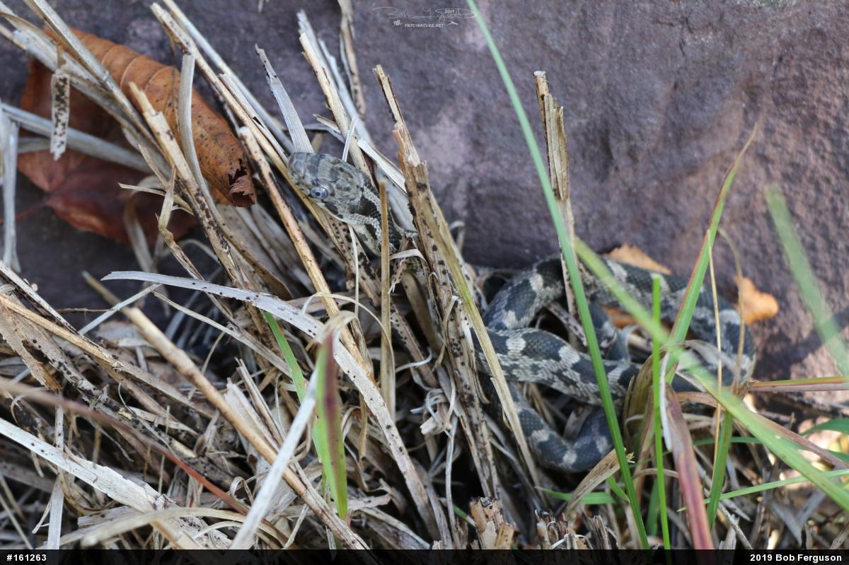 Eastern Ratsnake