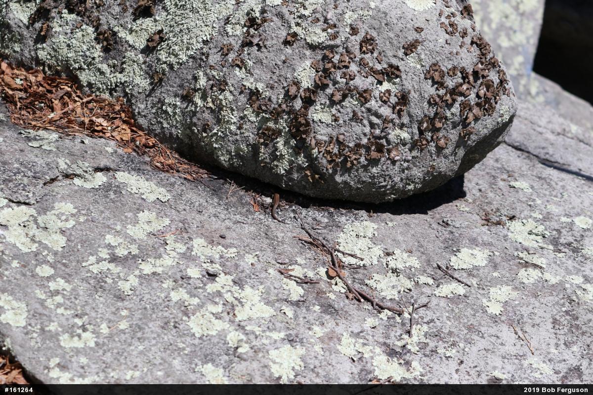 Common Five-lined Skink