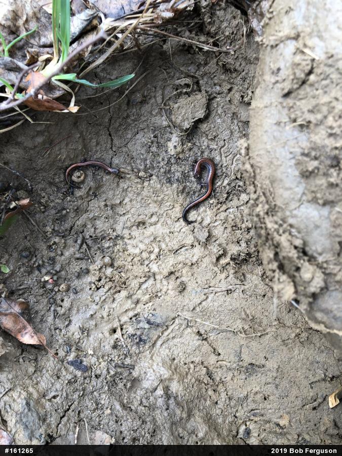 Eastern Red-backed  Salamander