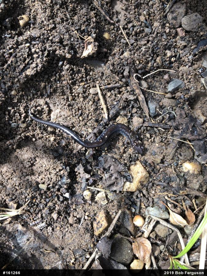 Eastern Red-backed  Salamander