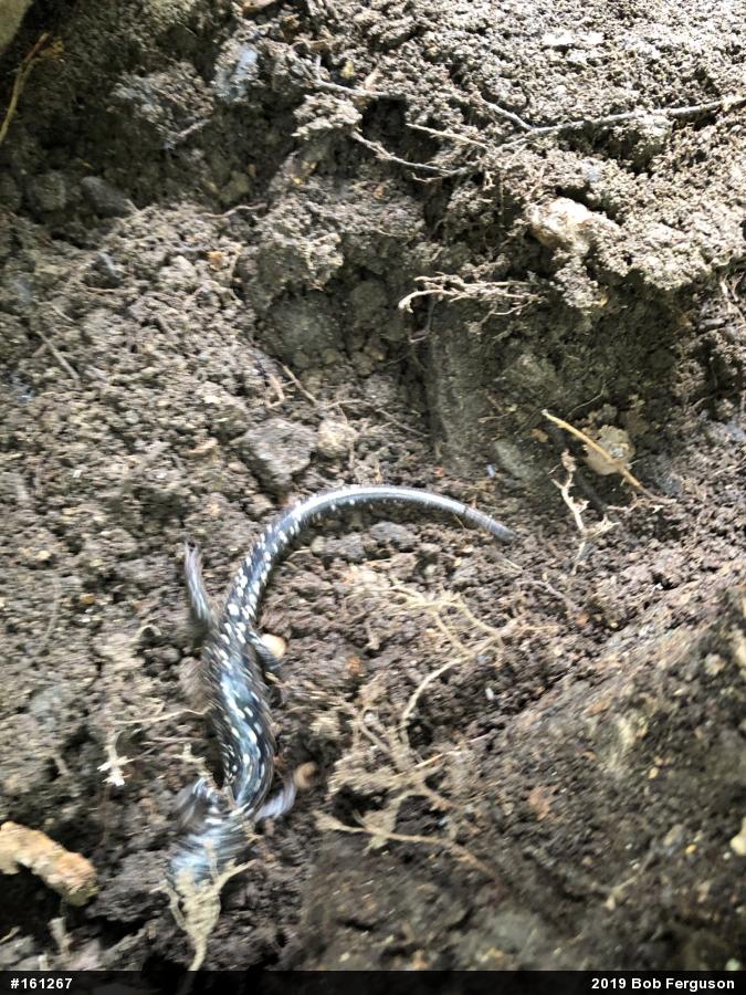 Northern Slimy Salamander