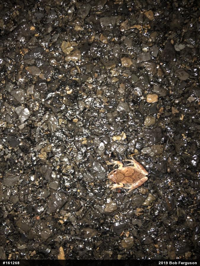 Spring Peeper