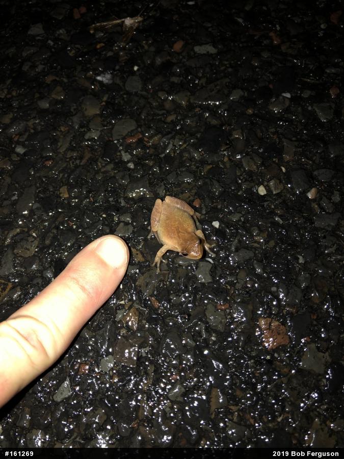 Spring Peeper