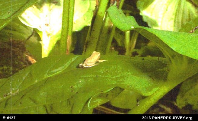 Spring Peeper