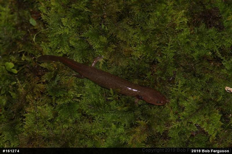 Northern Red Salamander
