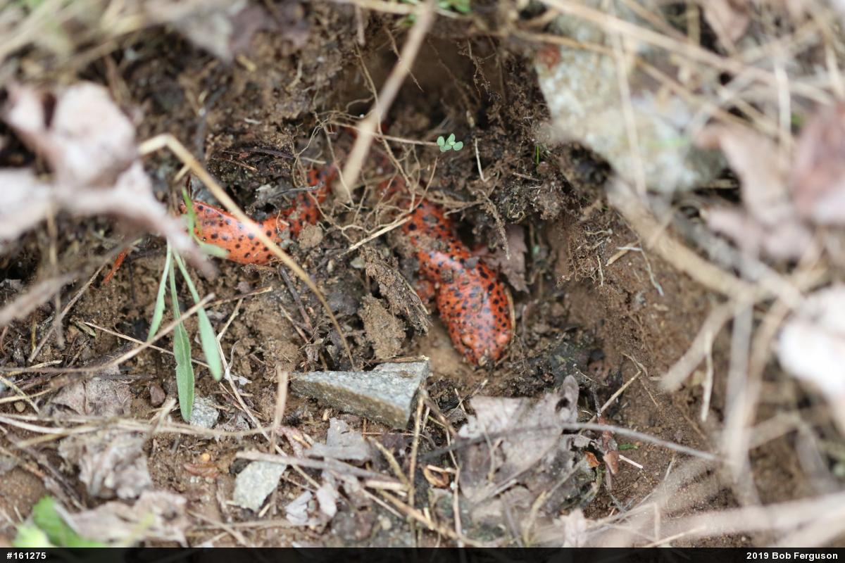 Northern Red Salamander