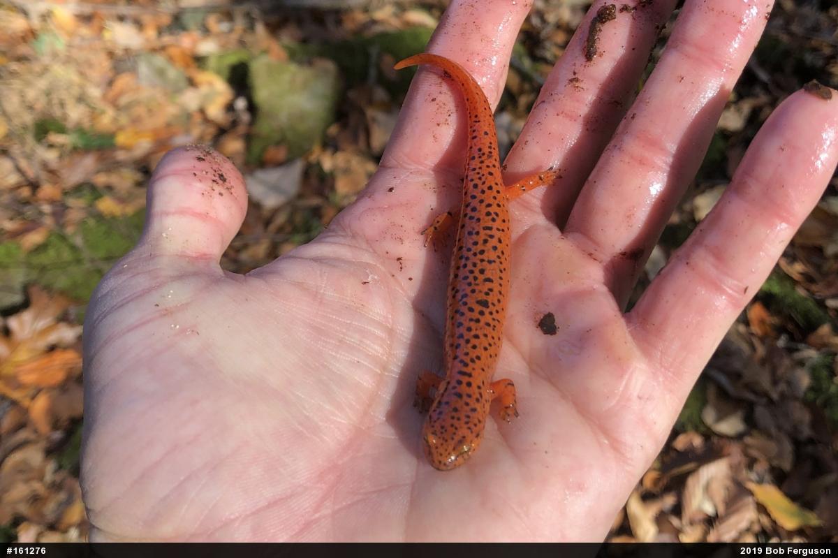 Northern Red Salamander