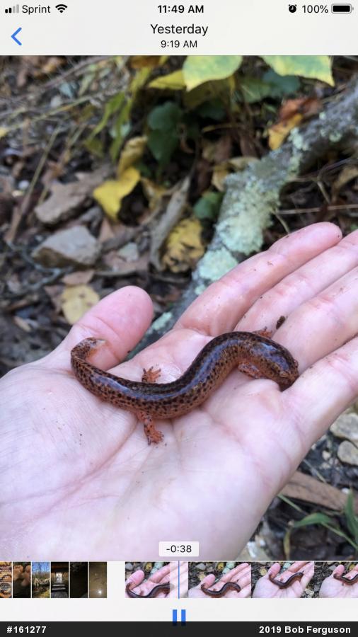Northern Red Salamander