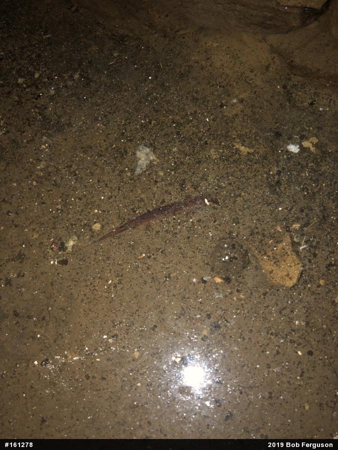 Northern Red Salamander