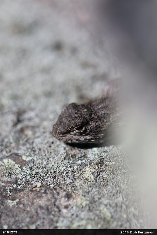 Eastern Fence Lizard