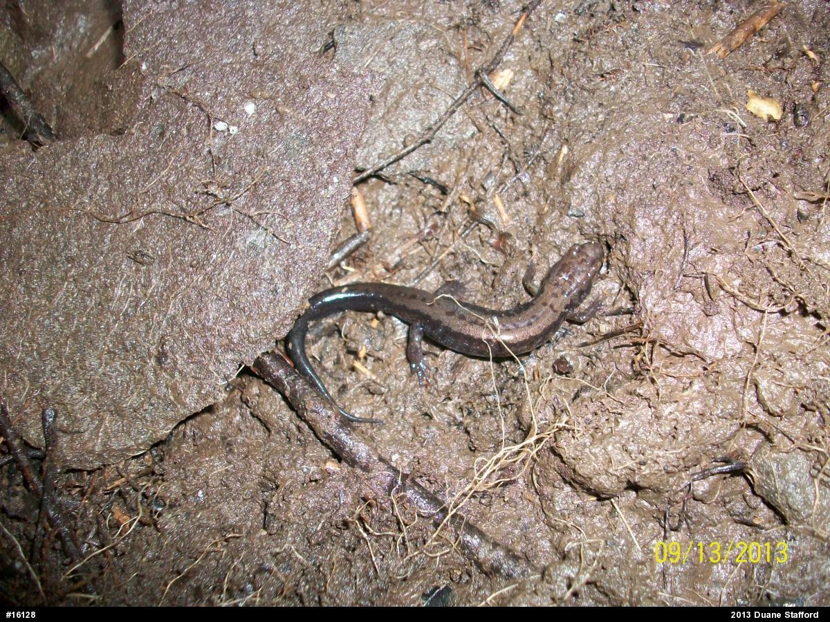 Allegheny Mountain Dusky Salamander