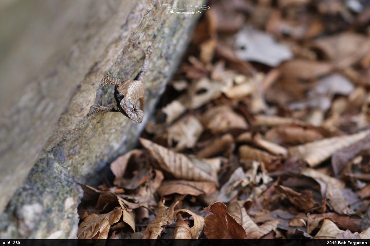Eastern Fence Lizard