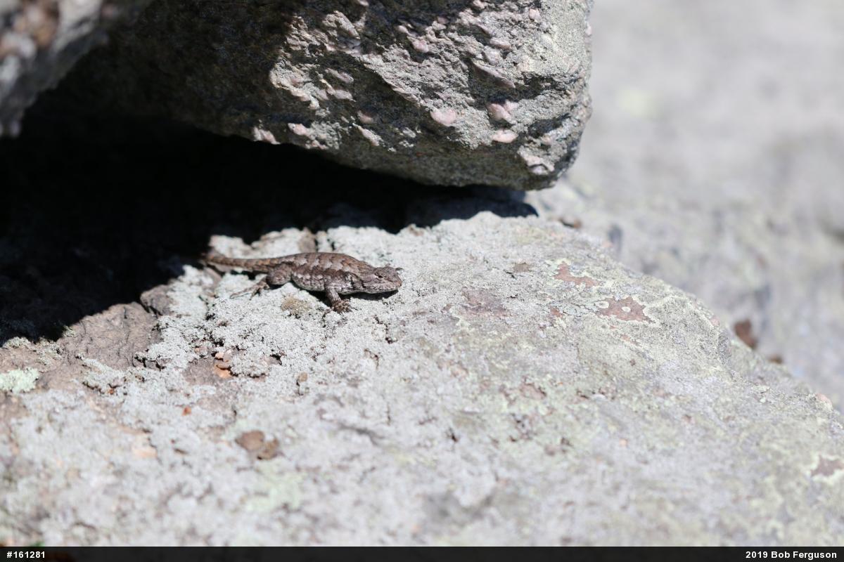 Eastern Fence Lizard
