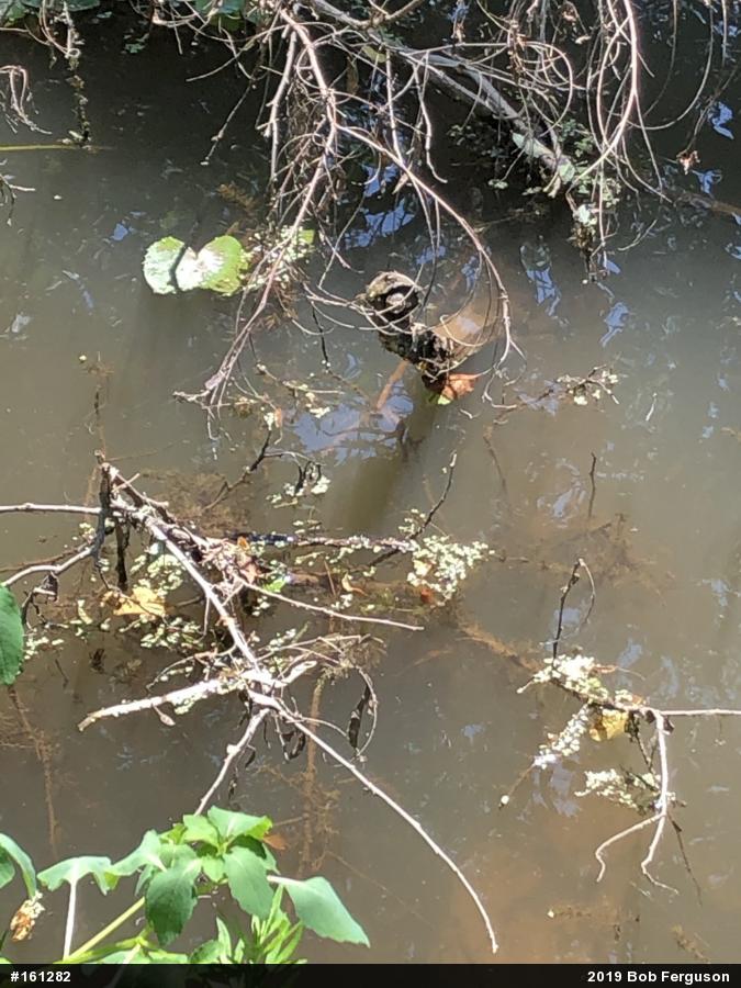 Eastern Musk Turtle