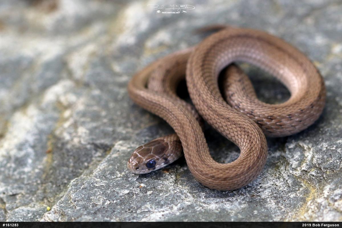 Dekay's Brownsnake