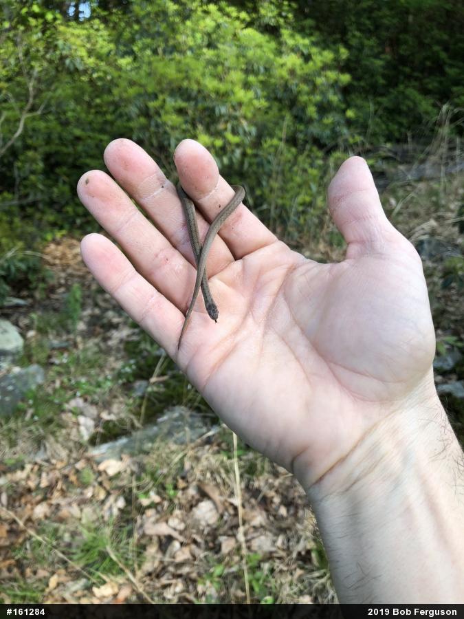 Dekay's Brownsnake