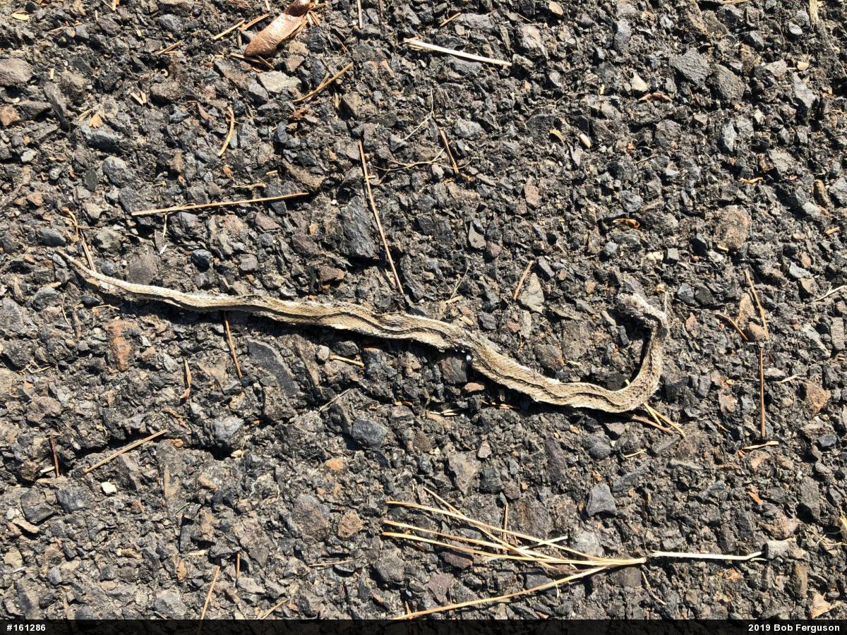 Dekay's Brownsnake