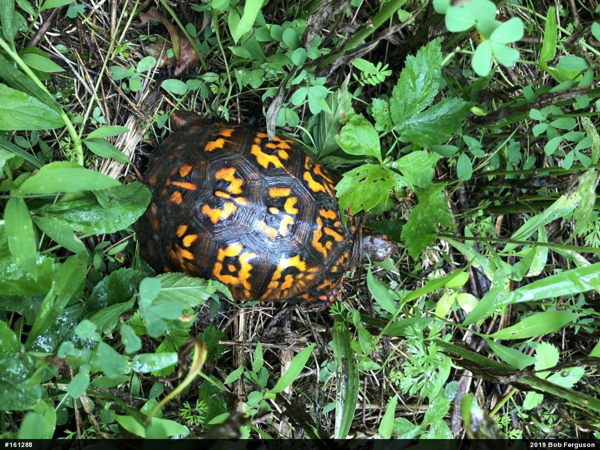 Eastern Box Turtle